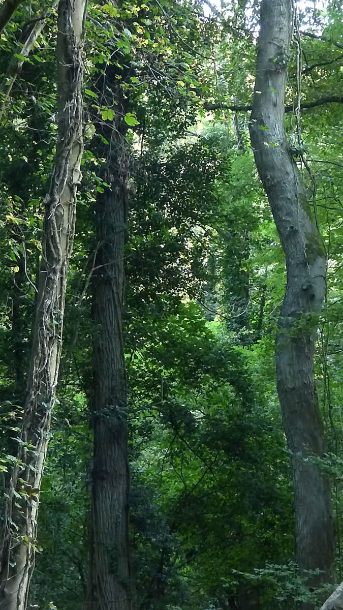 Congo à Rocquemont